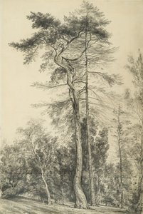 Grantræer, c.1833 af John Constable