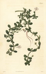 Brahmi eller vandisop, Bacopa monnieri af John Curtis