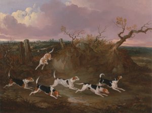 Beagles i fuldt gråd