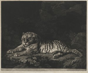 En Tigress af John Dixon after George Stubbs