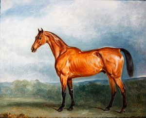 Brin-y-a-Pin i en paddock (olie på lærred) af John E. Ferneley