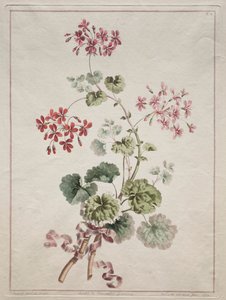 En samling af blomster tegnet fra naturen: nr. 6 - Skarlagen og broget geranium af John Edwards