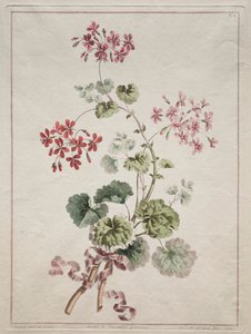 En samling af blomster tegnet fra naturen: nr. 6 - Scarlet and Variegated Geranium, 1801. af John Edwards