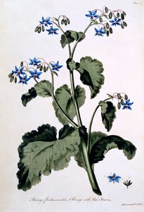 Borage med blå blomster, illustration fra "The British Herbalist", marts 1770
