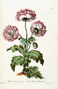 Havevalmue med sorte frø, 1769
