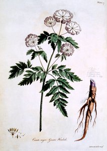 Greater Hemlock [Cicuta major], illustration fra 