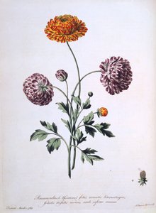 Ranunkel, illustration fra "The British Herbalist", 1769