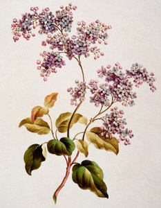 Scotch Lilac, udgivet 1793