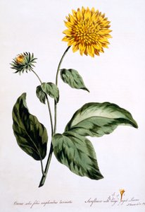 Solsikke med store takkede blade, illustration fra "The British Herbalist", udgivet i marts 1770