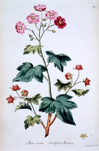 Sweet Canada Raspberry [Rubus odoratus], illustration fra 