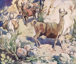Alpakkaer på en bjergsti, illustration fra 