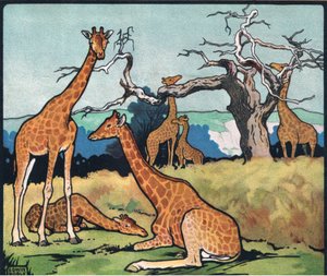 Giraffer, illustration fra 