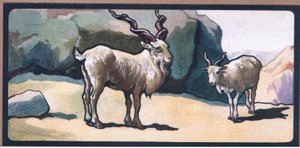 Markhor (ged)