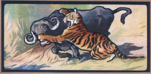 Tiger og Buffalo