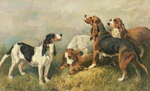Hunde med en hare