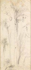 Palmetræer (blyant på papir) af John Everett Millais