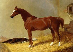 A Bay Racehorse in a Stall, 1843 af John Frederick Herring Senior