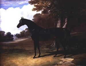 Gaucus, en mørk bay hest i et skovklædt landskab (olie på lærred) af John Frederick Herring Senior