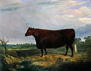 Portræt af en brun tyr af John Frederick Herring Senior