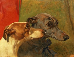 Greyhounds 