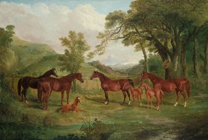 Streatlam Stud, Hopper og Føl, 1836
