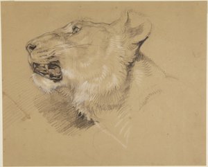 Hoved af en løvinde af John Frederick Lewis