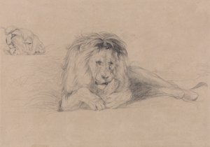 Studie af en løve og undersøgelse af en løvindes hoved af John Frederick Lewis