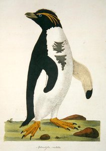 "Aptenodytes-Crestata", illustration fra "Cimelia Physica. Figures of rare and curious quadrupeds, birds...