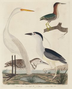 Green Heron, Night Heron, Young Heron og Great White Heron, udgivet 1808-1814. af John G. Warnicke