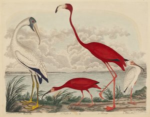 Wood Ibis, Scarlet Ibis, Flamingo og White Ibis, udgivet 1808-1814. af John G. Warnicke