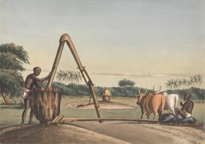 Checkoo eller oliemøllen af John Gantz