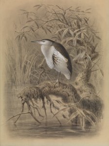 Lille rørdrum, Ixobrychus minutus af John Gerrard Keulemans