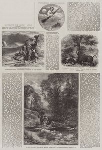 Illustrationer fra Baldwins afrikanske jagt