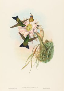 Eriocnemis vestitus Glødende Puff-Leg. Skaber: John Gould, Henry Constantine Richter. af John Gould and Henry Constantine Richter John Gould and Henry Constantine Richter