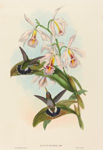 Glaucis fraseri Frasers modhagerhals. Skaber: John Gould, Henry Constantine Richter. af John Gould and Henry Constantine Richter John Gould and Henry Constantine Richter