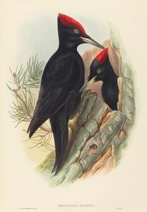 Stor sort spætte Dryocopus martius. Skaber: John Gould, Henry Constantine Richter. af John Gould and Henry Constantine Richter John Gould and Henry Constantine Richter