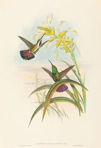 Lampornis veraguensis Veraguan Mango. Skaber: John Gould, Henry Constantine Richter.