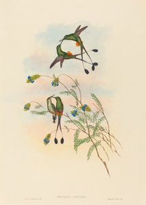 Spathura peruana Peruviansk ketcherhale. Skaber: John Gould, Henry Constantine Richter. af John Gould and Henry Constantine Richter John Gould and Henry Constantine Richter