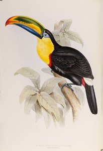 En monografi af Ramphastidae, eller familie af tukaner, første udgave, udgivet 1834 af John Gould