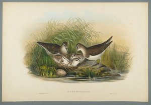 Actitis Hypoleucos - Sommersnipe (farve litho på vævet papir) af John Gould