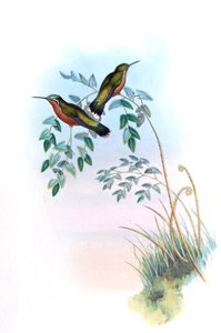 Adelomyia castaneiventris = Lampornis castaneoventris af John Gould