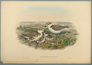 Aegialophilus Cantianus - Kentish Plover (farve litho på vævet papir) af John Gould