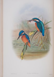 Alcedo Ispida, plade fra The Birds of Great Britain af John Gould, udgivet 1862-73 (håndkoloreret litografi) af John Gould