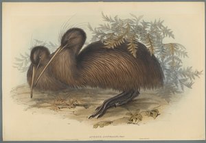 Apteryx Australis (farve litho på vævet papir) af John Gould