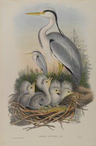 Ardea Cinerea - Heron af John Gould