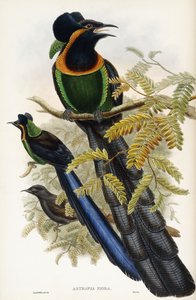 Astrapisk artefakt af John Gould