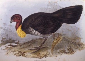 Australsk børstehøne (Alectura lathami), gravering af John Gould af John Gould
