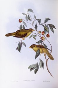 Bell Miner (Manorina Melanophrys), gravering af John Gould af John Gould