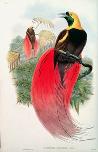 Paradisfugl, graveret af T. Walter af John Gould