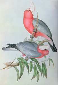 Asiens fugle af John Gould